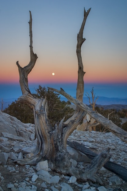 Vertical shot of a dead tree on an amazing sunset