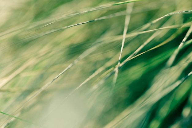 Close Up Plant Texture: Free Stock Photo Download