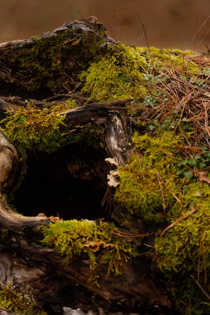 Close-up detail of wild forest