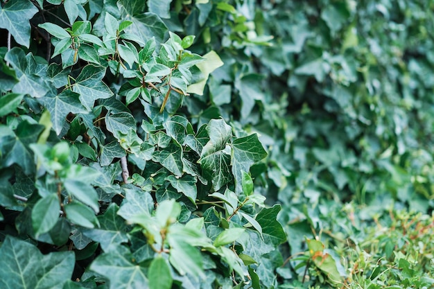 Green Ivy Leaves Closeup: Ideal Screensaver or Background Image