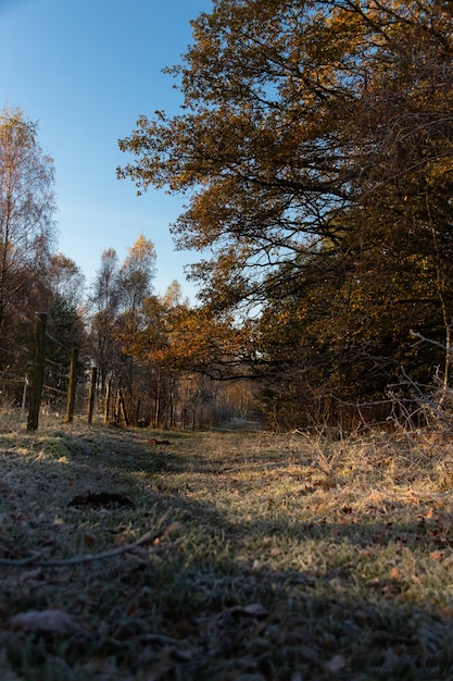 Wide angle shot of a forest full of trees and greenery under a blue sky