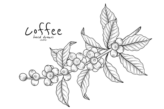 Hand drawn illustration of branch of coffee with fruits