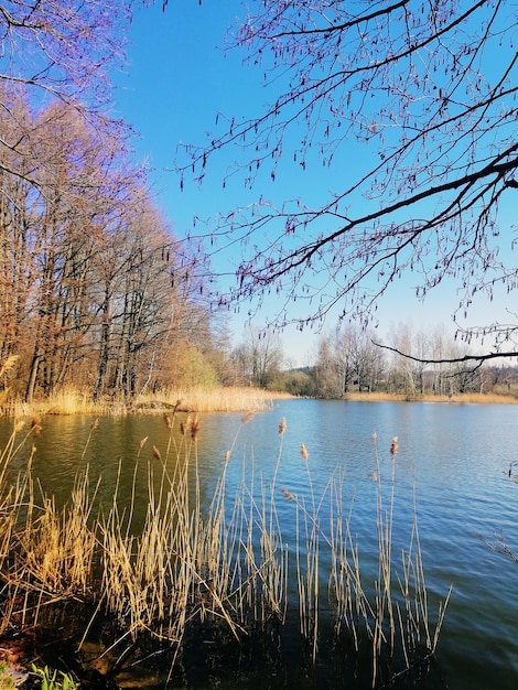 Vertical Shot of Common Reed and Trees Next to a Pond in Jelenia GÃ³ra, Poland