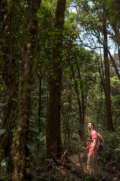 Hiker looking at tall tree