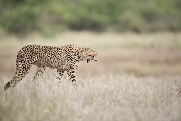 Beautiful Cheetah Walking on the Bush Field with a Mouth Wide Open