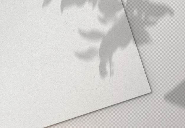 Isolated Paper Sheet with Plant Shadow