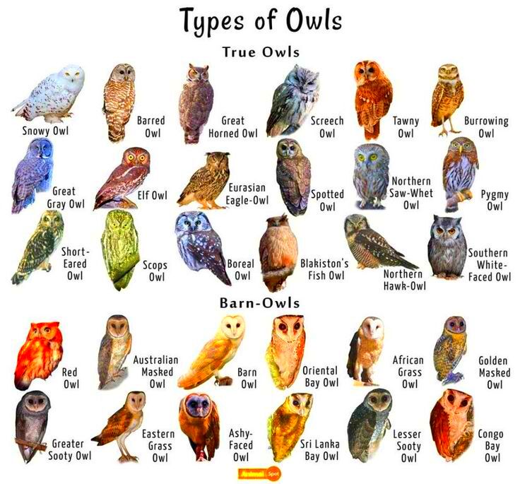 Owls coolguides Owl species Owl facts Pet birds