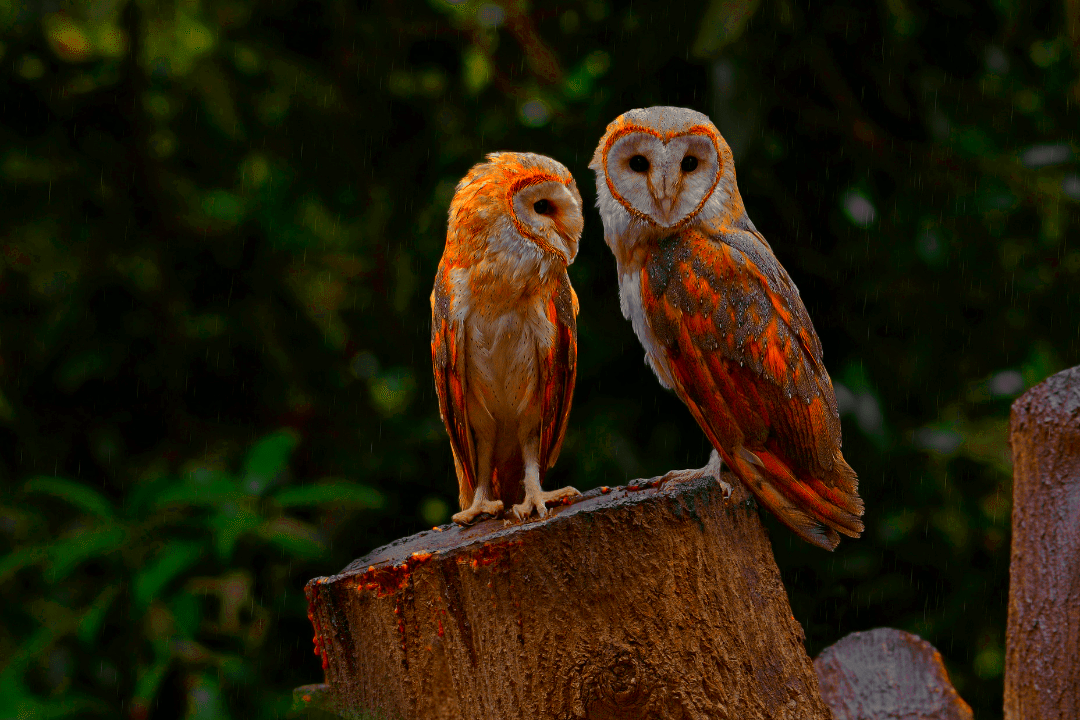 What Is a Group of Owls Called Happy Birding