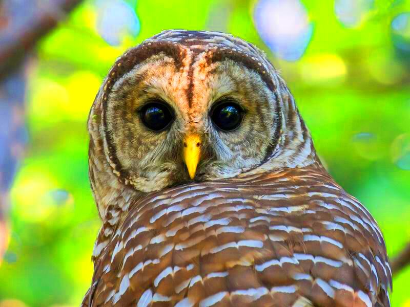 What is a Group of Owls Called Complete Guide Birdfact