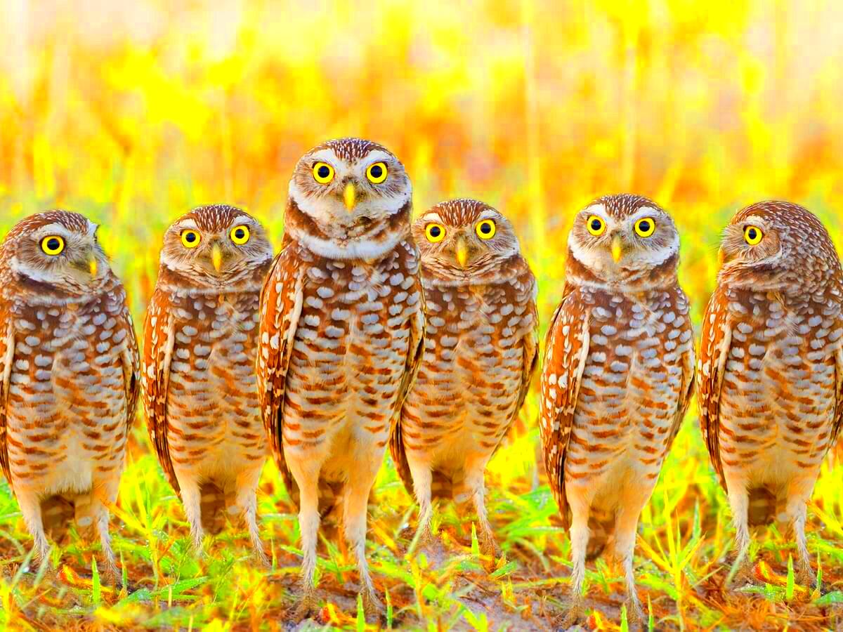 What is a Group of Owls Called Complete Guide Birdfact