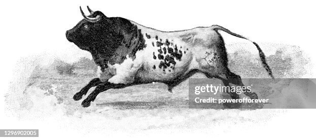 Miura Spanish Fighting Bull In Spain 19th Century HighRes Vector 