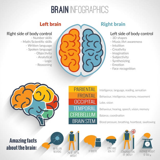 Brain Infographics Set – Download Free Stock Photos