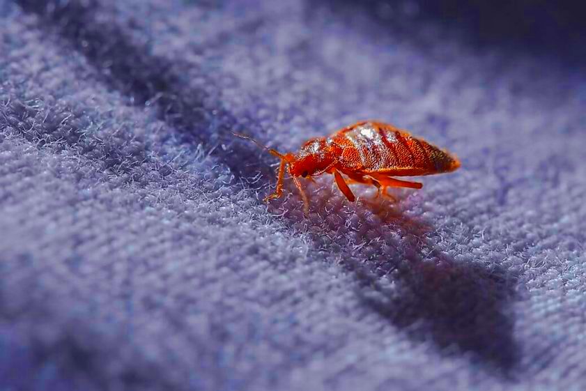 Michigan Bed Bug Laws Pest Phobia