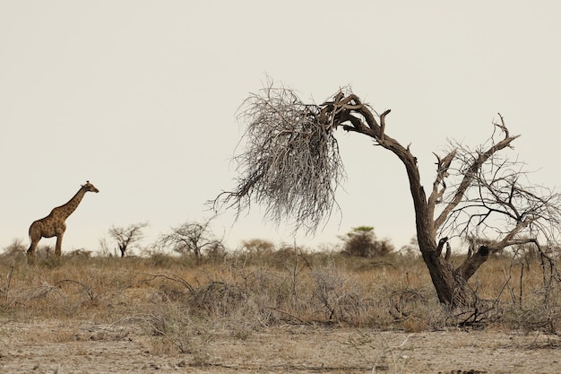 Giraffe on Grassy Plains with Dead Tree – Free Stock Photo for Download