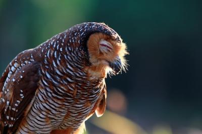 Owl with Closed Eyes – Free Stock Photo Download