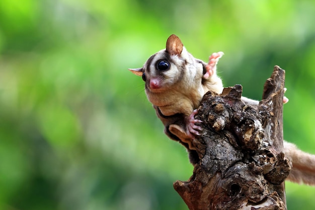 Cute Sugar Glider Climbing on Wood – Free Stock Photo for Download