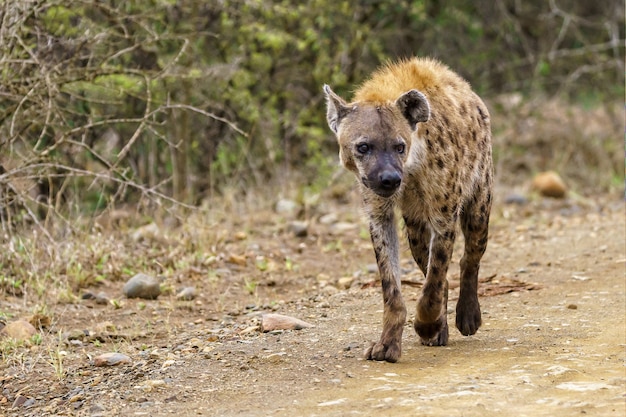 Spotted Hyena Walking on a Dirt Road – Free Stock Photo for Download