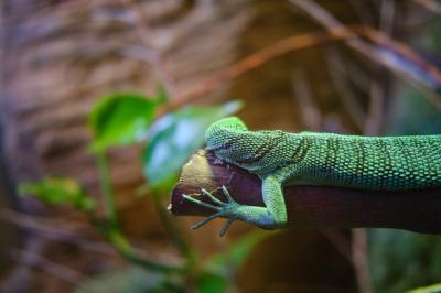 Green Lizard On a Branch of a Tree – Free Stock Photo, Download for Free