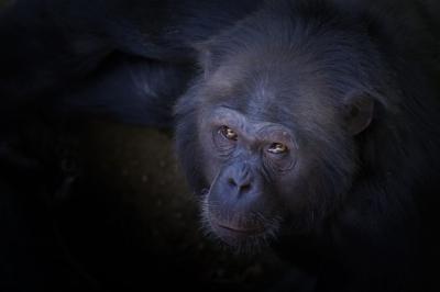 High Angle Shot of a Chimpanzee Facing the Camera – Free to Download