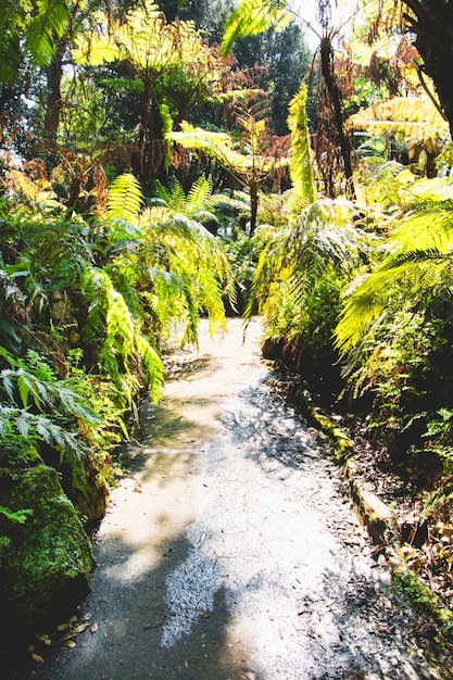 Serene Forest Path Surrounded by Lush Greens – Free Download