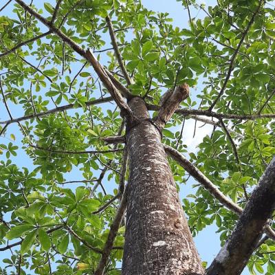 Green Plant Leaves Against a Beautiful Blue Sky – Free Stock Photo Download