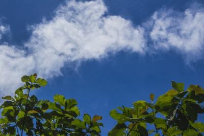 Green Tree Leaves Against a Blue Sky – Free Download