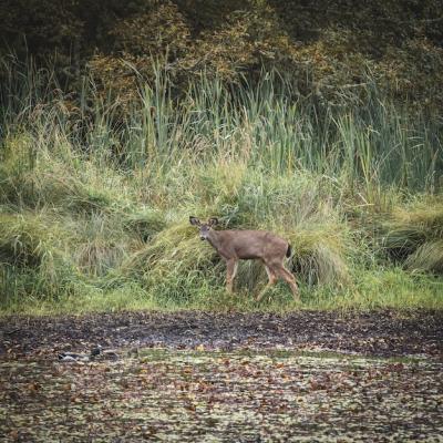 Brown Deer in a Field – Free Stock Photo for Download