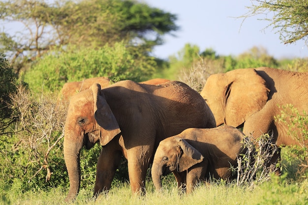 Elephants in a Green Field in Kenya, Africa – Free Stock Photo Download