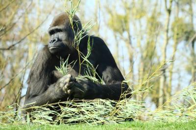 Black Gorilla Holding a Plant Branch Surrounded by Trees – Free Download