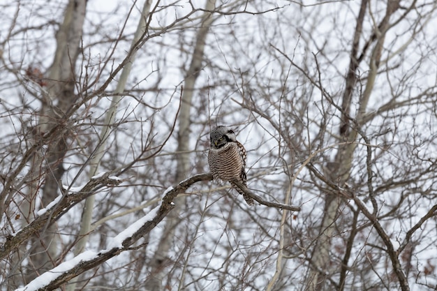 Owl perched on a snow-covered tree branch – free stock photo for download