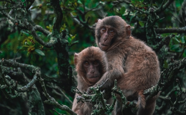 Two Monkeys Embracing on Jungle Tree Branches – Free Stock Photo Download