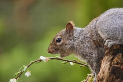 Wild Squirrel Dining on Wildflower – Free Stock Photo Download