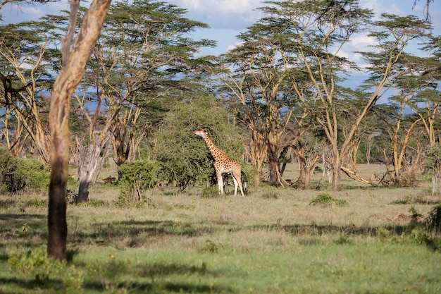 Giraffe in a Grassy Landscape – Free to Download