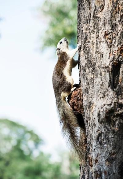 Adorable Squirrel on the Tree – Free Stock Photo for Download