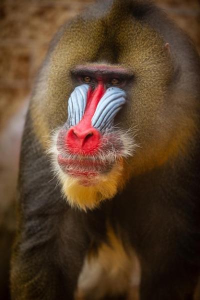 Mandrill Monkeys in Their Natural Habitat – Beautiful and Critically Endangered Species | Free Stock Photo, Download for Free