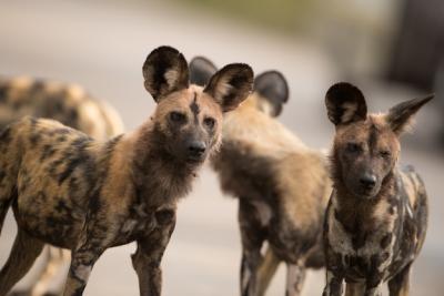 Closeup Shot of a Group of African Wild Dogs – Free Download