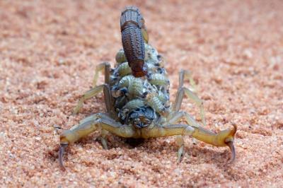 Hottentotta Scorpion with Babies on Body – Front View, Free Stock Photo for Download