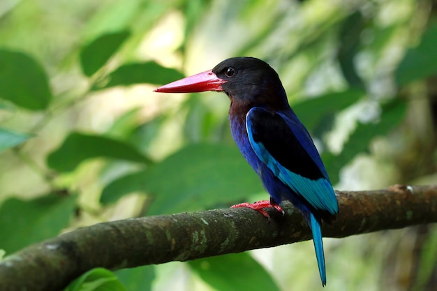 Halcyon Cyanoventris Bird Feeding Its Young – Free Stock Photo Download