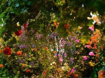 Close-up of Pink Flowering Plants in Park – Free Stock Photo, Download for Free