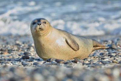 Seal on the Beach at Dune Island Near Helgoland – Free Download