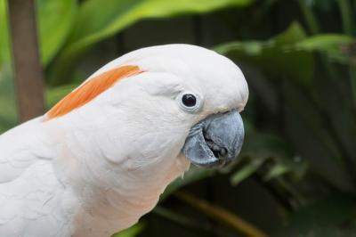 Salmoncrested Cockatoo Close-Up Head – Free Download