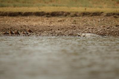 USAn Gavial in Its Natural Habitat at Chambal River Sanctuary – Free Download