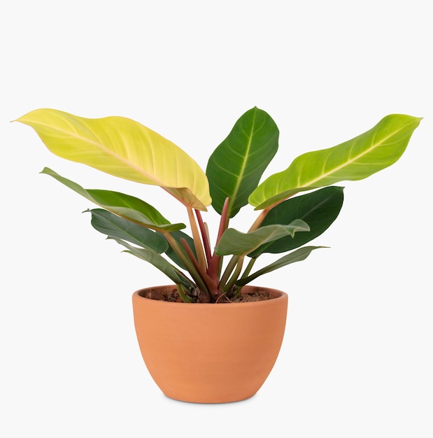 Camille Plant in a Terracotta Pot – Home Decor Free Download