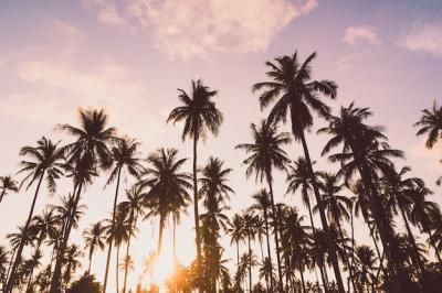 Coconut Palm Tree – Free to Download, High-Quality Stock Photo