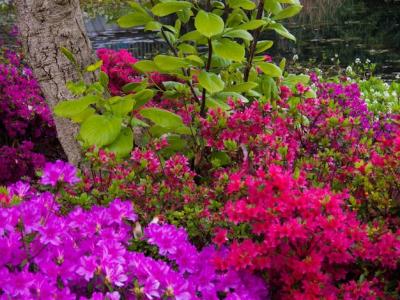 Stunning Close-Up of Pink Flowers for Free Download