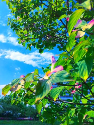 Low Angle View of Tree Against Sky: Free Stock Photo for Download