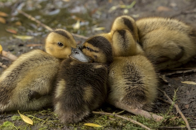 Closeup Shot of Ducklings Together on the Ground – Download Free Stock Photo