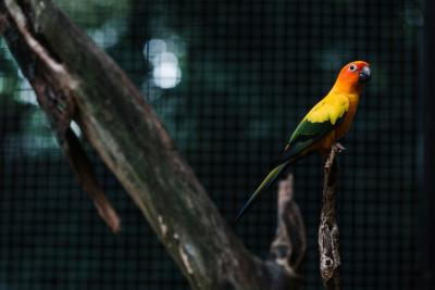 Colorful Parakeet on a Tree Branch – Free Stock Photo for Download