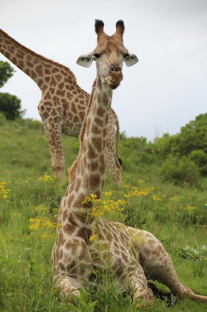 Closeup of Giraffe – Free Stock Photo, Download for Free