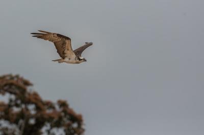 Birds of South America in Their Natural Habitat – Free Stock Photo for Download